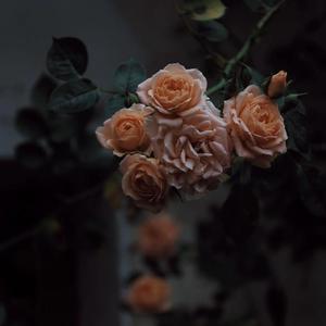 欧美handjob变态手交
